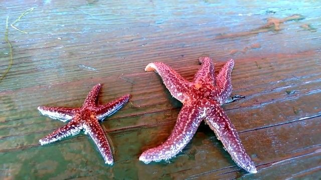 Морские звезды.Мраморное море.Турция.