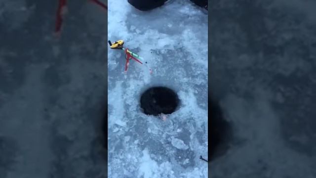 Форель зимой на креветку.