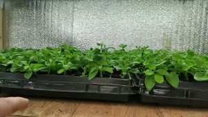 КАК УКОРЕНИТЬ ПЕТУНИЮ НА 100% в домашних условиях? ДВА ВАЖНЫХ МОМЕНТА!