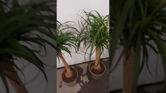 Нолина, бутылочное дерево. Купить в СПб @gorshki.spb смотреть онлайн