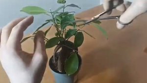 ФИКУС БОНСАЙ!! Пришло время обрезать...