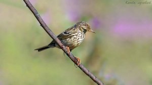 Голоса птиц как поёт Конёк луговый Anthus pratensis.mp4