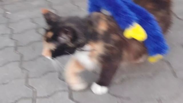 Хаги Ваги оседлал кошку, а она чуть не съела Хаги. Желейный пёс Стасик в шоке. смотреть онлайн