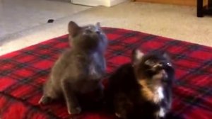 cats⁄kittens dancing) (ORIGINAL)