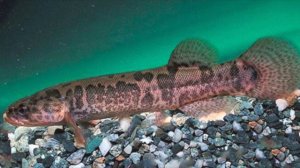 спят ли рыбы?  Если спят, то как? Для детей