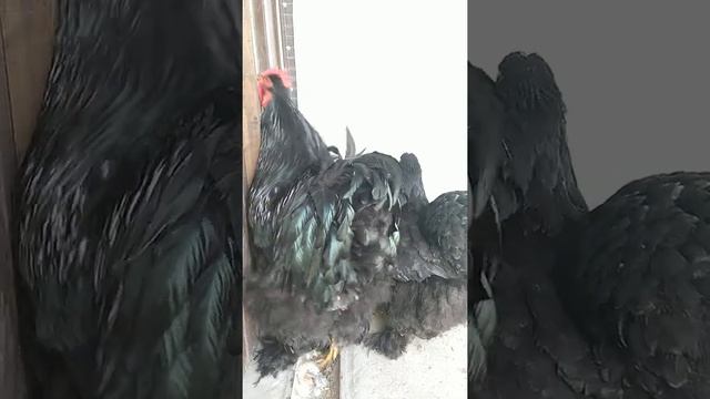 Cohinhin negru. Кохинхин Черный смотреть онлайн