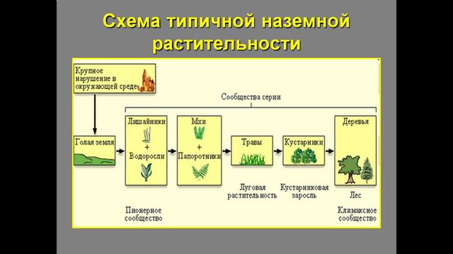 Презентация Экологические сукцессии