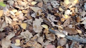 Асмр Шуршание листьев..шёпот расслабляющее видео для сна