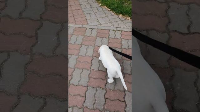 Первая прогулка щенка лабрадора??, видео 1. Лабрадор, лабраконь Tema White Labrahorse. Labrador