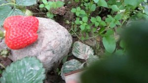 Клубника сорт Альба. Обзор зрелой крупноплодной гигантской ягоды, первого большаягода плодоношения.