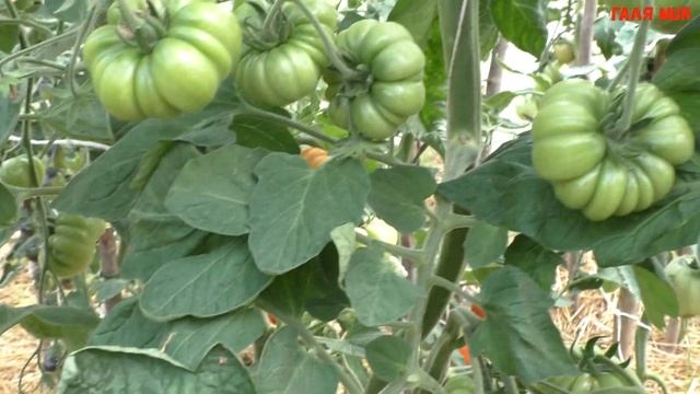 Обзор томатов Весёлая соседка, Коразон, Узелок Красной Шапочки. Королевский подарок, Царский подар смотреть онлайн