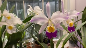 Christmas Cattleya Orchids…percivaliana Summit..trianae alba..eldorado semi alba..Mahina Yahiro