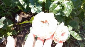 Розы и жара ч.4. Цветение 18.07.23. Розы Мунстоун, Пинк Мондиаль, Стокгольм и др.