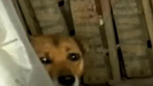 Мужчина взглянул на собаку и ее щенят, как вдруг увидел торчащую руку