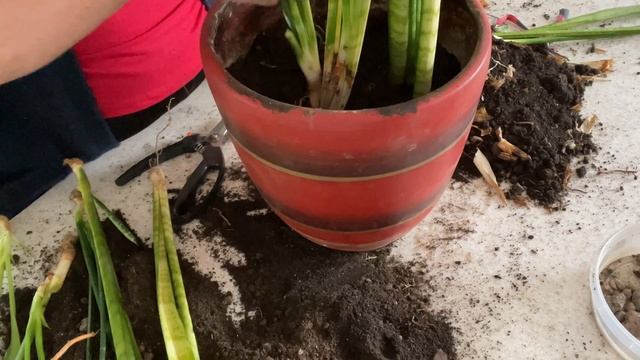 Пересаживаю старую Сансевиерию. Размножение делением. Сансевиерия Ханни как соседка. смотреть онлайн