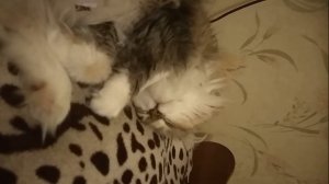 ЗВУК ХРАПА СЛУШАТЬ  Почему кошка храпит сопит во сне КОШКА ХРАПИТ ВО СНЕ Канал про домашних животны