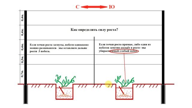Как обрезать виноград на 2 й год смотреть онлайн