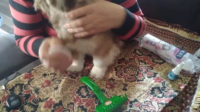 Как промыть глаза пекинесу. смотреть онлайн