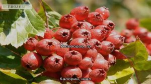 Калории - Блюда с боярышником