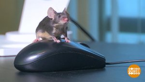 С днем рождения, мышка! Доброе утро. Фрагмент выпуска от 09.12.2020