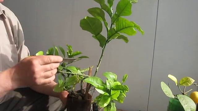 Размножение цитруса воздушным укоренением.Двойное укоренение ветки Памелы .