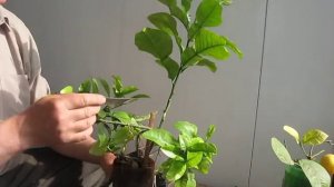 Размножение цитруса воздушным укоренением.Двойное укоренение ветки Памелы .