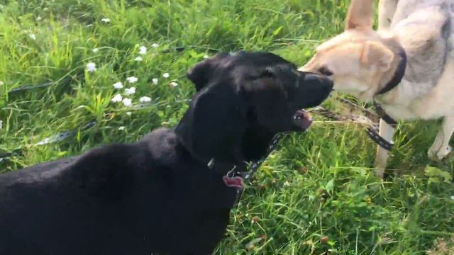 Собаки в добрые руки. Черника и Хлоя. 28.07.17