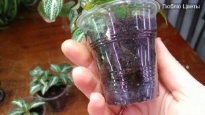 Сонерила жемчужная / Sonerila margaritacea