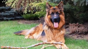 Длинношёрстная немецкая овчарка