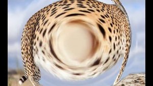 CYGO   Panda E