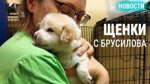 Новости от щенков с Брусилова, растем, одолели парвовирус, опять НУЖНА ВАША ПОМОЩЬ, ДРУЗЬЯ ❗❗