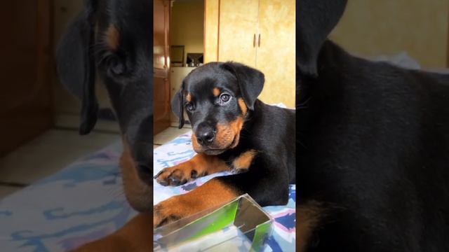 Puppy reacting to the sound #puppy #rottweiler #rottweilerpuppy #cute #funny