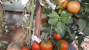 Томаты Леопольд F1