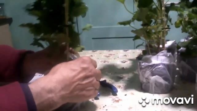 Распаковка посылки из Агромаркета смотреть онлайн