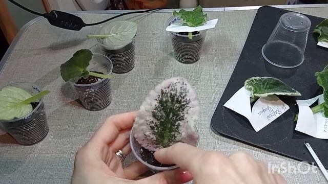 Размножение фиалки листовым черенком смотреть онлайн