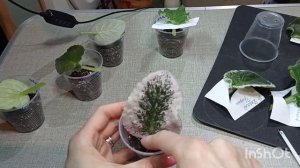 Размножение фиалки листовым черенком