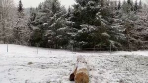 Как правильно переехать через бревно