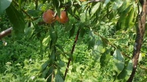 Формоза . Диплоидная слива . Ролик /2.