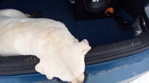 Активный сабвуфер DL Audio Piranha 8A в Kia Ceed JD