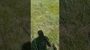 Чья это нора? не могу определить? Находится в яме и это кажется не логичным. Подскажите.