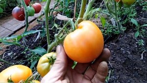 Томат Пастельно оранжевое сердце (Pastel Orange Heart).