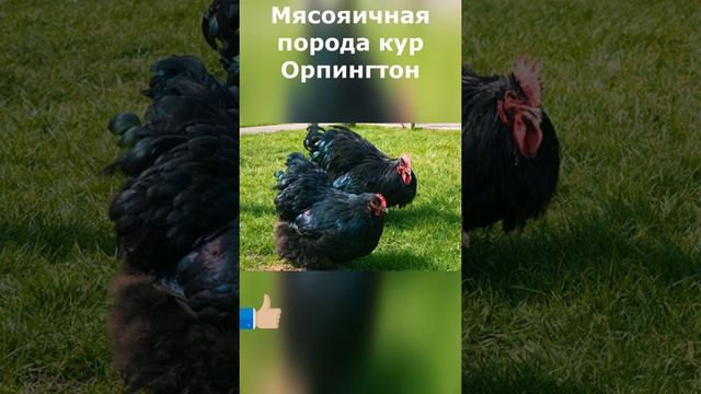 Порода кур Орпингтон. Продуктивные породы кур