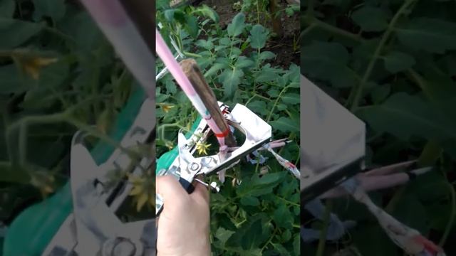 Подвязка растений инструмент степлер)) смотреть онлайн