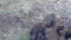 СМЕРТЕЛЬНАЯ СХВАТКА КАБАНА И СОБАКИ!