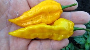 Bhut jolokia Yellow - Самый острый перец в мире в 2011 году