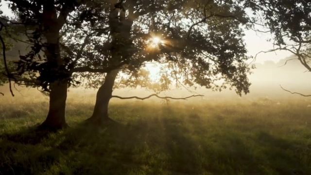 лес красота тишина спокойствие умиротворение смотреть онлайн