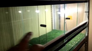 КАКОЙ ТЕРРАРИУМ ПОДОЙДЕТ ДЛЯ ПАРЫ ЭУБЛЕФАРОВ /НОВЫЕ ТЕРРАРИУМЫ ДЛЯ РЕПТИЛИЙ /СЕЗОН РАЗМНОЖЕНИЯ