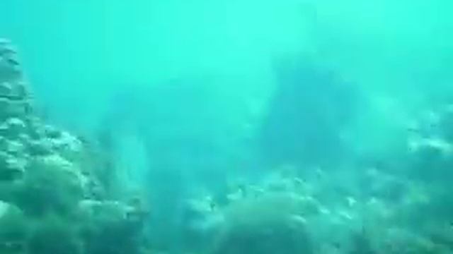 dive duck key diver program смотреть онлайн