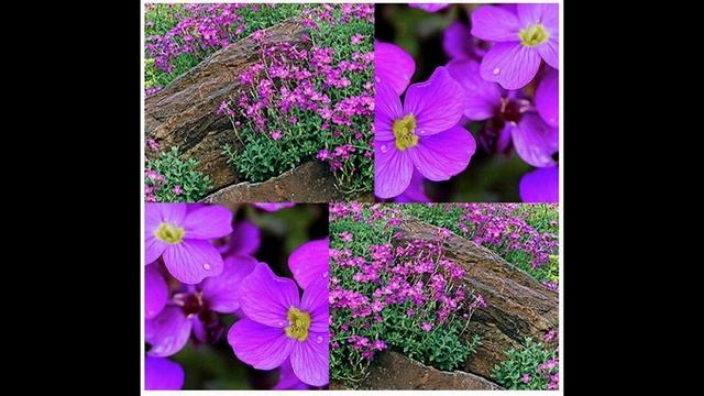 Purple Rockcress - Aubrieta deltoidea FLOWER SEEDS on www.MySeeds.Co смотреть онлайн