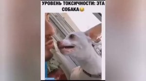 Бешеная собака, чихуа хуа